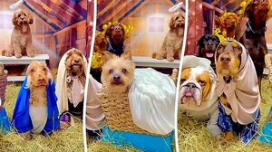 Μια φάτνη διαφορετική από τις άλλες