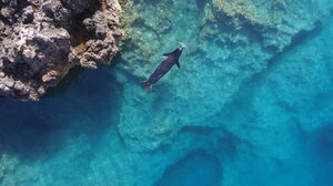 «Ελληνική τραγωδία»: Οι φώκιες Monachus monachus κρύβονται σε σπηλιές για να γλυτώσουν από τους τουρίστες