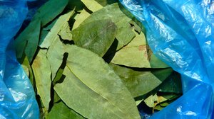 Η επιφάνεια των καλλιεργειών κόκας στη Βολιβία αυξήθηκε κατά 10% το 2024