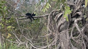 Ένας μαύρος ... πάνθηρας στην αστική σάβανα του Ηρακλείου