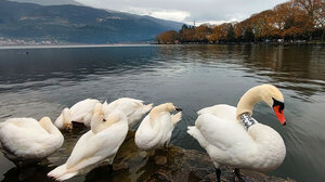 Ο φτερωτός “Ρωμαίος” από την Κρήτη: Η ιστορία αγάπης, απώλειας και το νέο του ξεκίνημα!