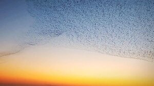 Χιλιάδες αποδημητικά πουλιά σχηματίζουν εντυπωσιακή μουρμούρα στην Κίνα