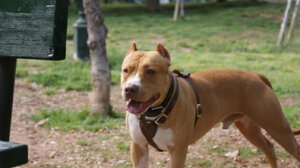 Ζάκυνθος: Αύριο το τελευταίο «αντίο» στο δίχρονο που δέχτηκε επίθεση από σκύλο