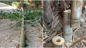 Ρέθυμνο: Μπήκαν στον Δημοτικό Κήπο το βράδυ και τα έκαναν γυαλιά καρφιά 