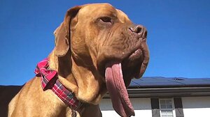 Ο σκύλος με την μεγαλύτερη... γλώσσα στον κόσμο!