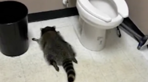 Ρακούν έκανε διάρρηξη σε κάβα, έγινε λιώμα με ουίσκι και λιποθύμησε στο μπάνιο!