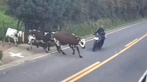 Κολομβία: Σοκαριστική σύγκρουση αγελάδας με μοτοσικλετιστή 