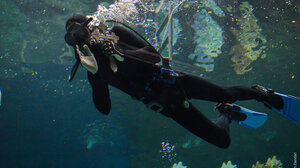 Θεοφάνεια στο Ενυδρείο Κρήτης