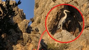 Ερωδιός: Ένα μυθικό πτηνό "έκοβε" βόλτες στον Ψηλορείτη!