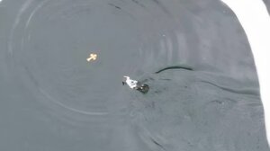 Απρόσμενη “βουτιά” στα Θεοφάνεια: Χήνα πρόλαβε τους κολυμβητές