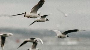 Νεφώσεις και λίγες βροχές την Τετάρτη 7/1 στην Κρήτη – Ενισχυμένοι νοτιάδες