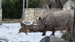 Όταν ο Δαβίδ (ελάφι) τα έβαλε με τον Γολιάθ (ρινόκερο): Το βίντεο από ζωολογικό κήπο της Πολωνίας που έγινε viral