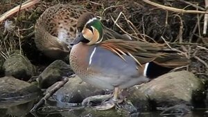 Ελβετία: Υπότροπη αγριόπαπια "συνελήφθη" να πετάει με υπερβολική ταχύτητα	