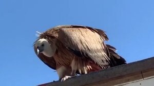 Ένας ακόμα γυπαετός σε κίνδυνο