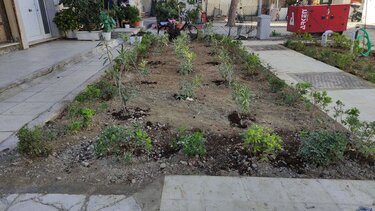 αρωματικά φυτά