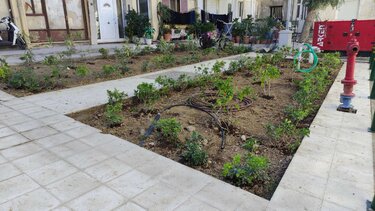 αρωματικά φυτά