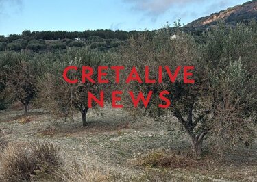 Ελιές, ξηρασία