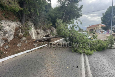 Πτώση δέντρου