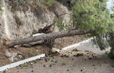 Πτώση δέντρου