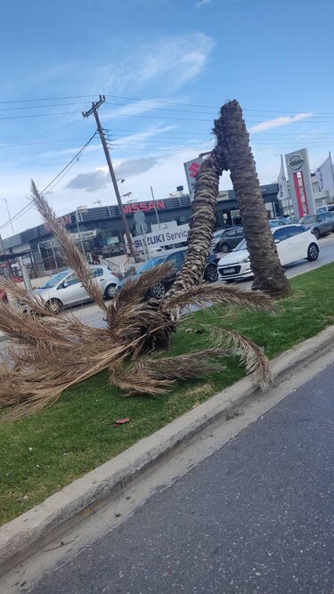 Πτώση, Φοίνικας