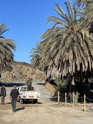 Φοινικόδασος