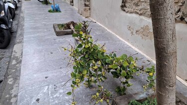 Δεντράκι, Πλατεία Αγίας Αικατερίνης