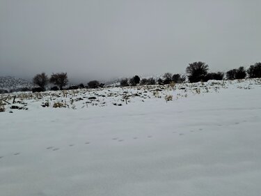Λιμνάκαρος, Χιόνι