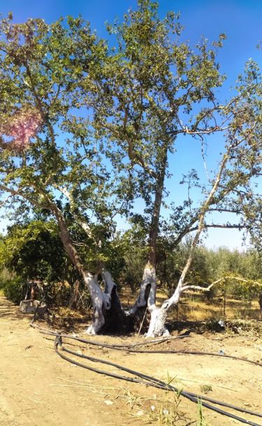 Πλάτανος Γυροποτάμου