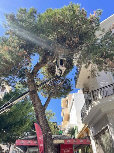 Άγιος Νικόλαος, Πράσινο