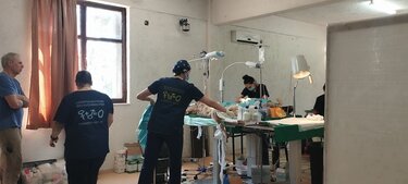 Δήμος Μινώα, ζώα συντροφιάς