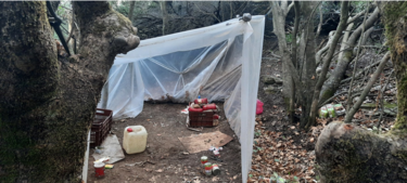 χασισοφυτεία