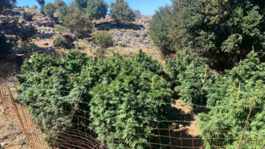 Χασισοσυτεία