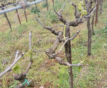 Αμπέλια, Χαλάζι