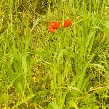 παπαρουνες