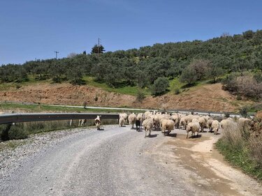 fragma aposelemi provata