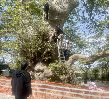 Κράσι, Πλάτανος