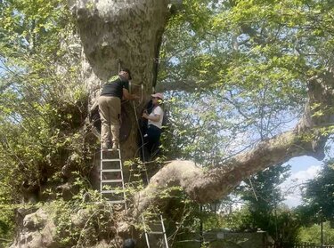 Κράσι, Πλάτανος