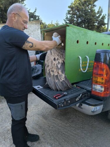 διάσωση σκάρα