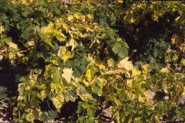 Αμπέλι, Ιός