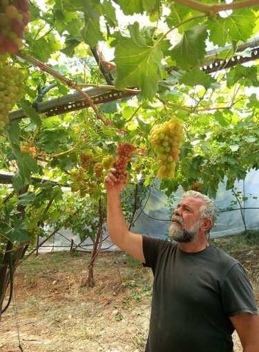 Αμπέλι, Πρίαμος Ιερωνυμάκης