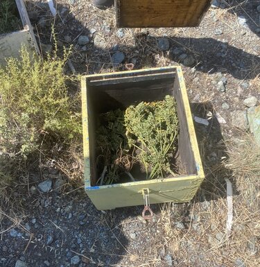 Δενδρύλλια, Χασίς, Γόρτυνα