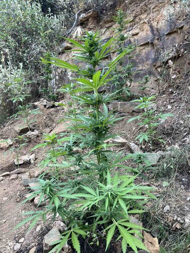 φυτεία κάνναβης Ρέθυμνο