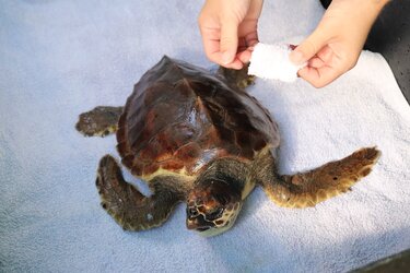 θαλάσσια χελώνα