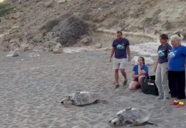 Χελώνες, Κομμός