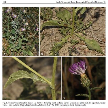 Centaurea diluta subsp. diluta 