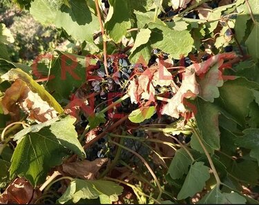 Αμπέλια, Ζημιές, Καύσωνας