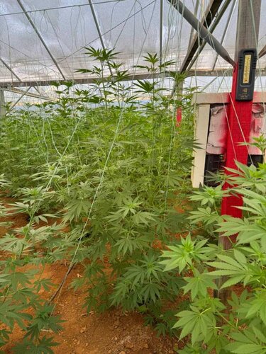 Κάνναβη θερμοκήπιο