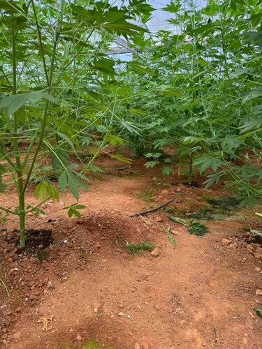 φυτεία κάνναβη θερμοκήπιο