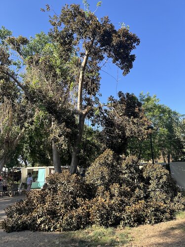 Δέντρο, Πάρκο Γεωργιάδη