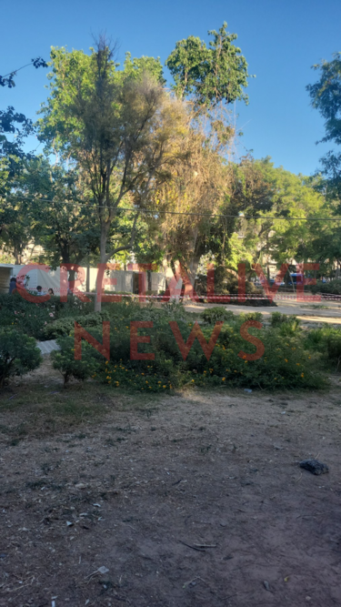 Πάρκο Γεωργιάδη, Δέντρο